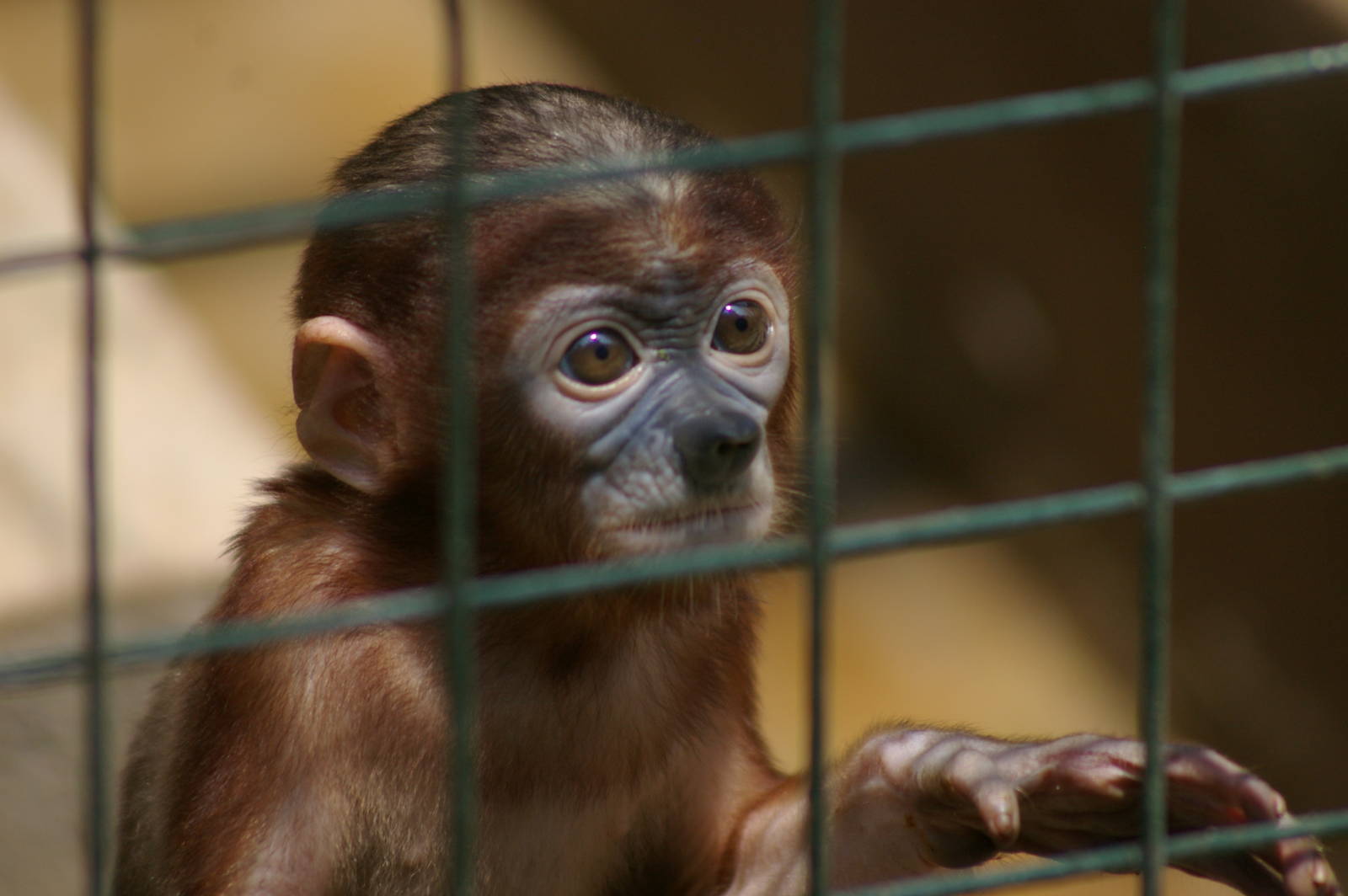 baby proboscis monkey