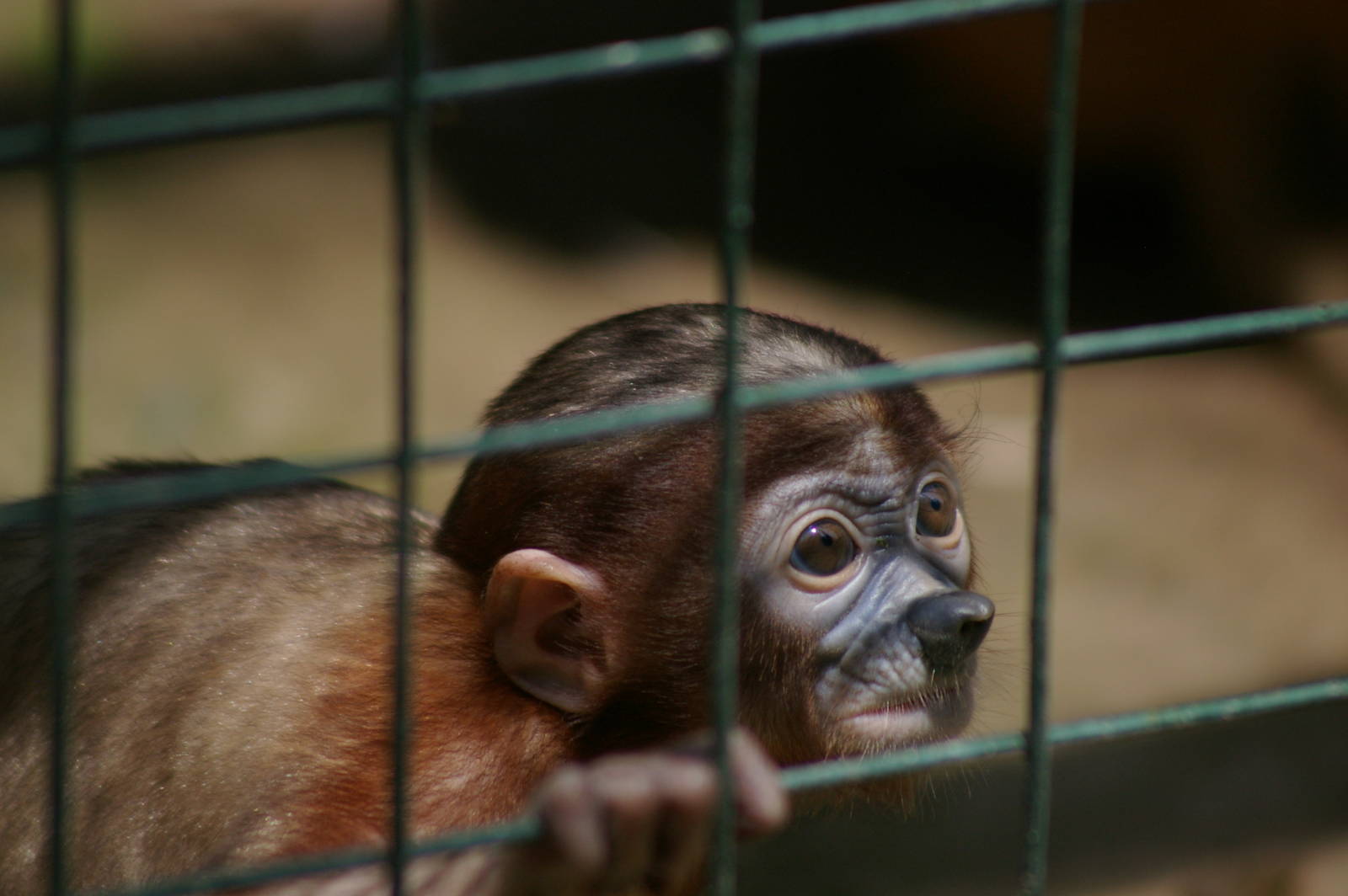 baby proboscis monkey