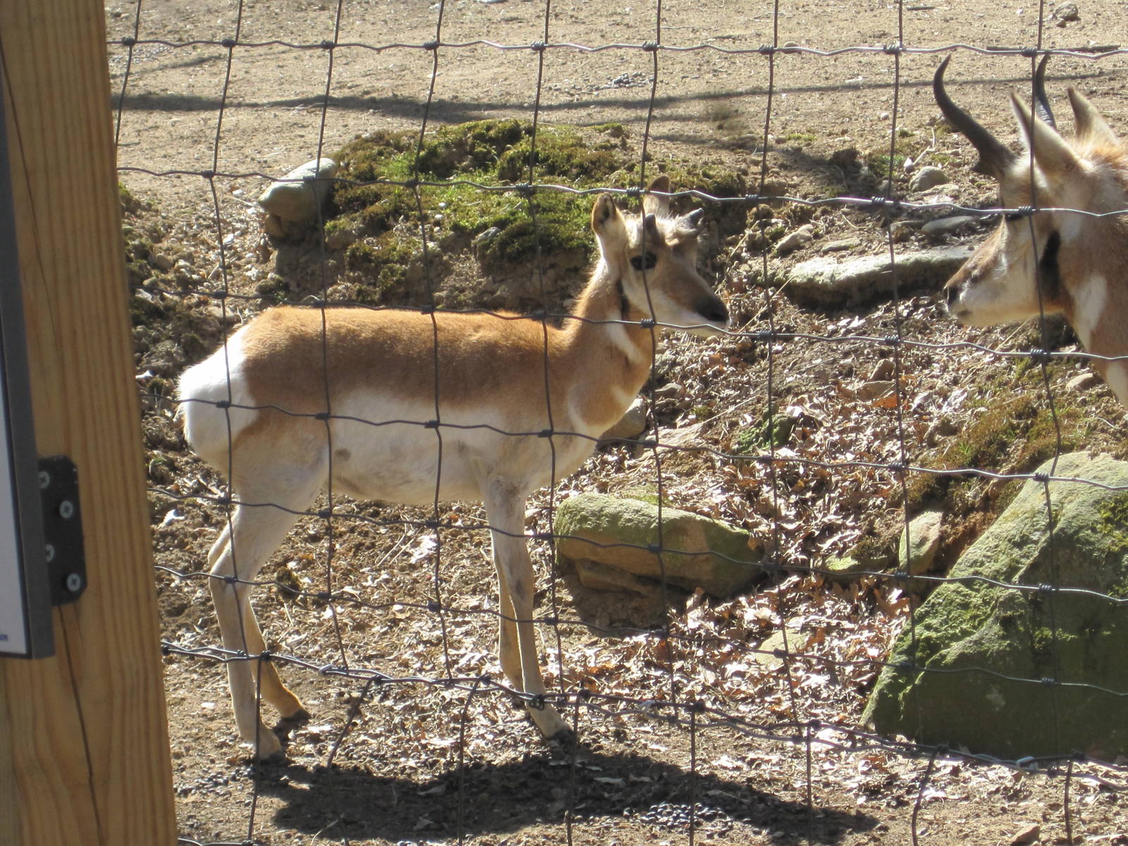 Baby Pronghorn