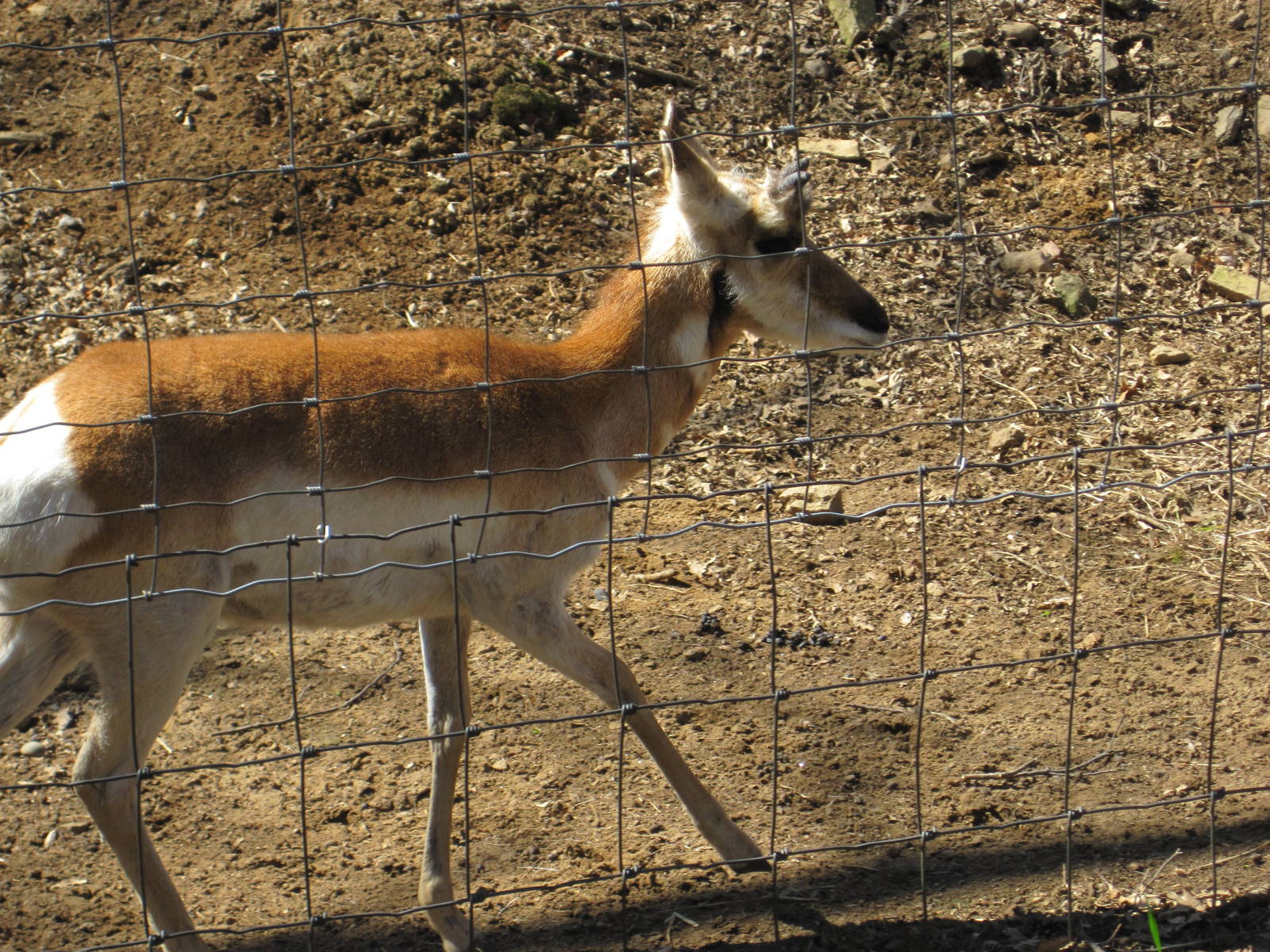 Baby Pronghorn