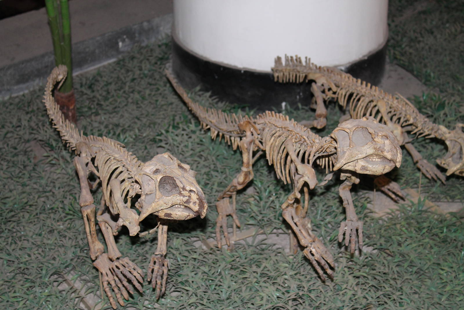baby Psittacosaurus sinensis