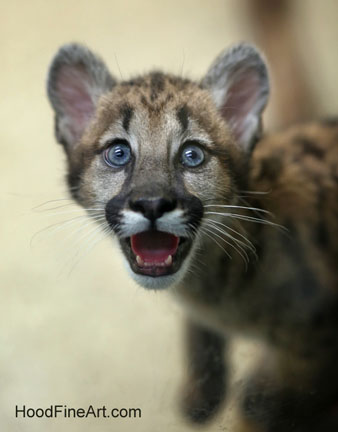 baby puma