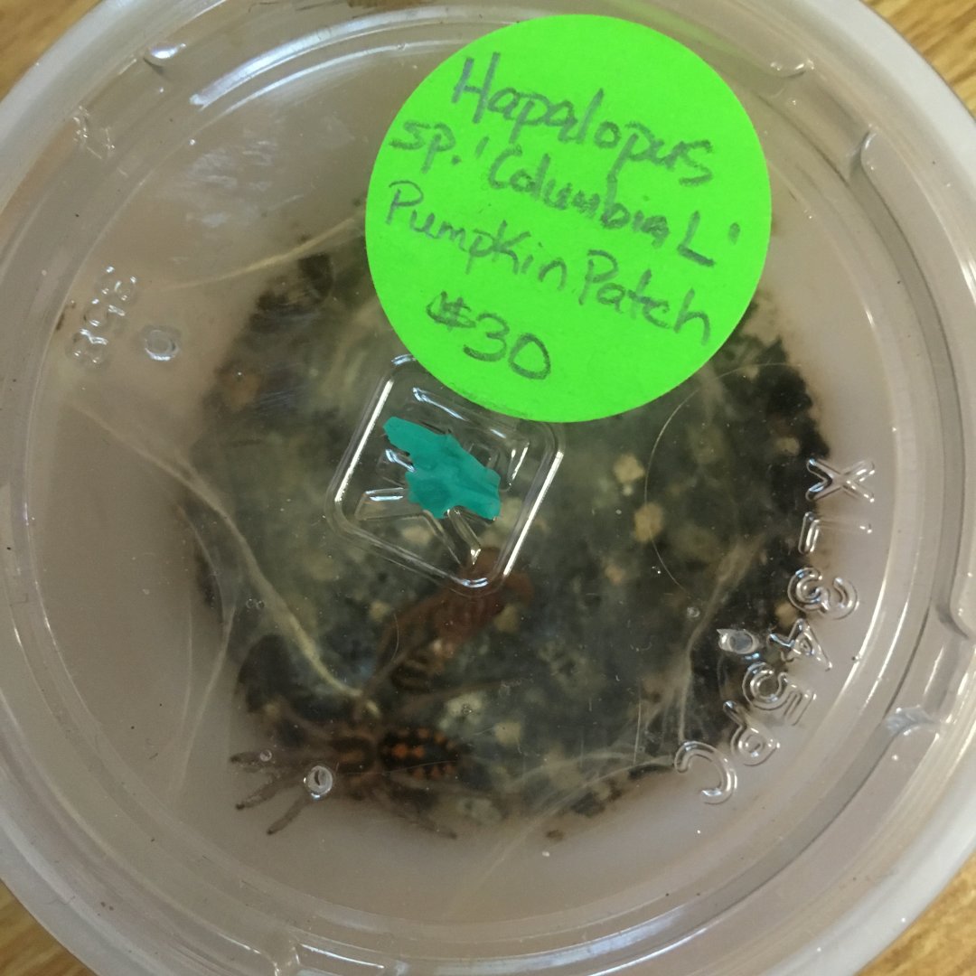 Baby Pumpkin Patch Spiders