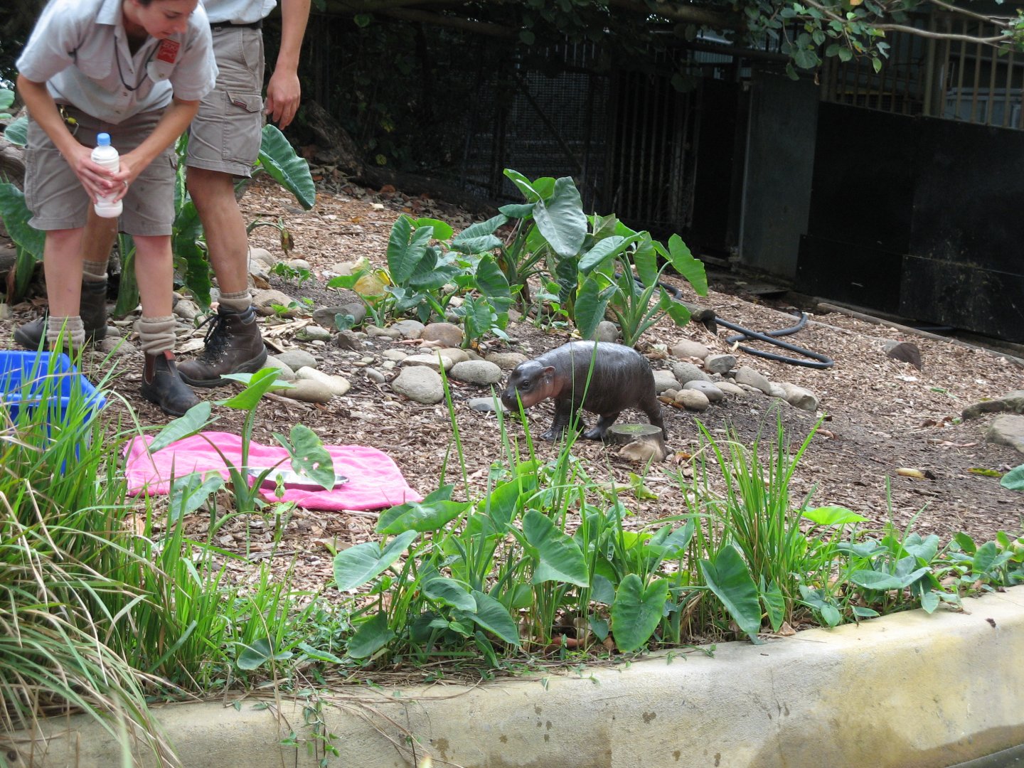 Baby Pygmy Hippo (2008)
