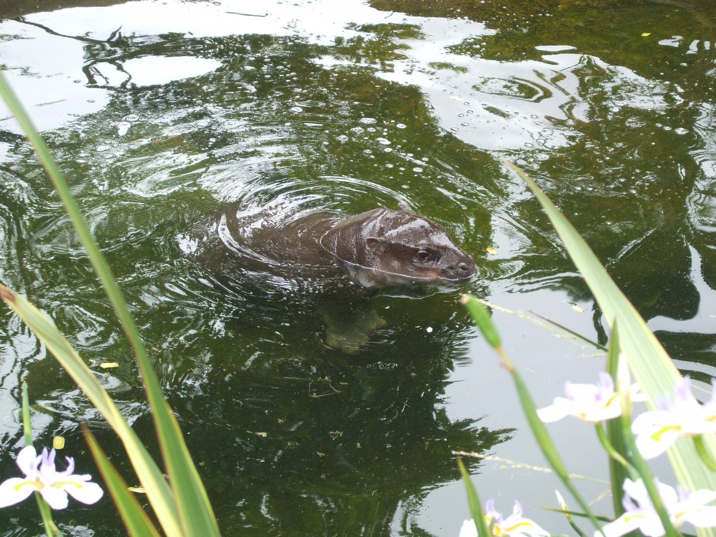 Baby Pygmy Hippo, 2010