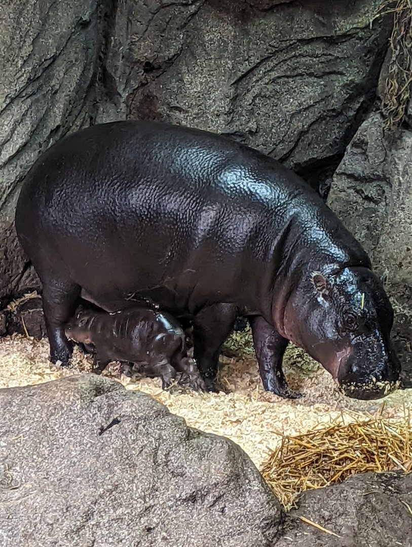 Baby Pygmy Hippo at the Greensboro Science Center
