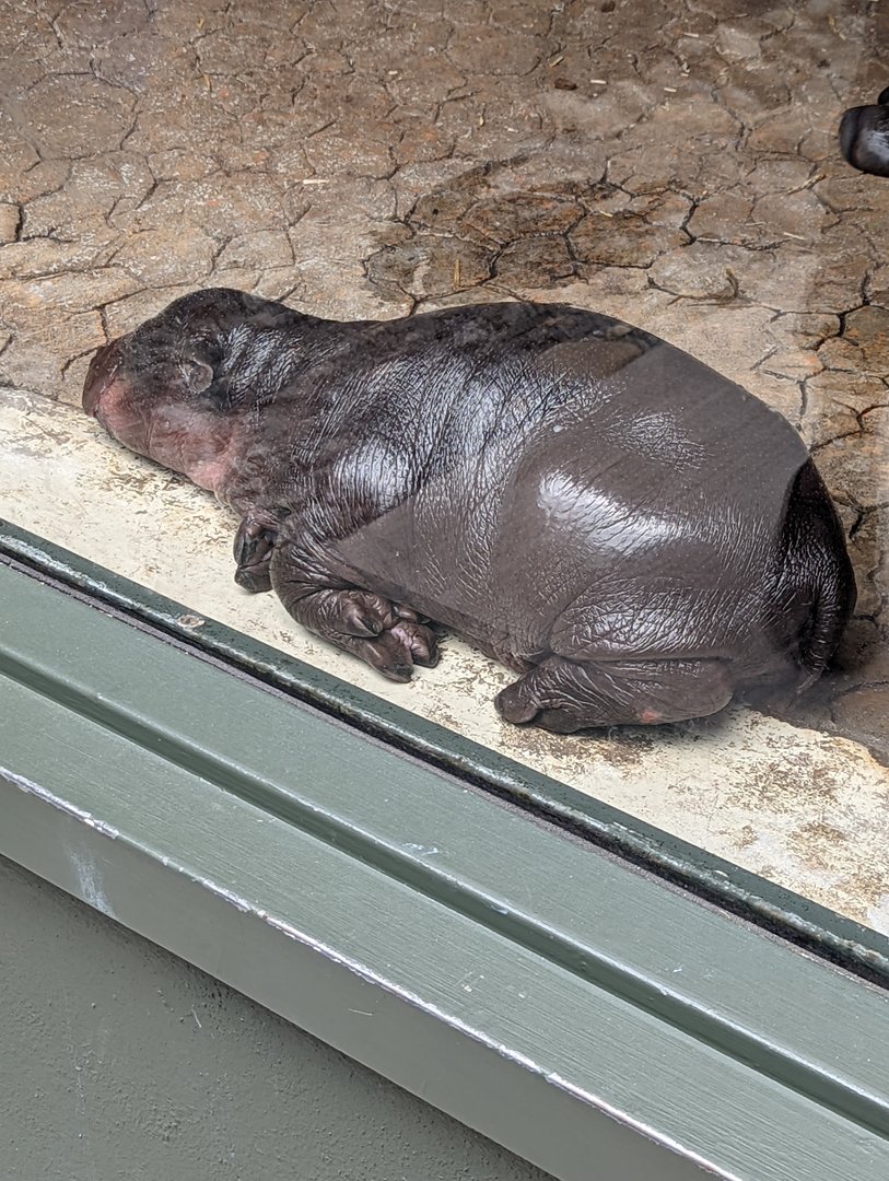 Baby Pygmy Hippo at the Greensboro Science Center
