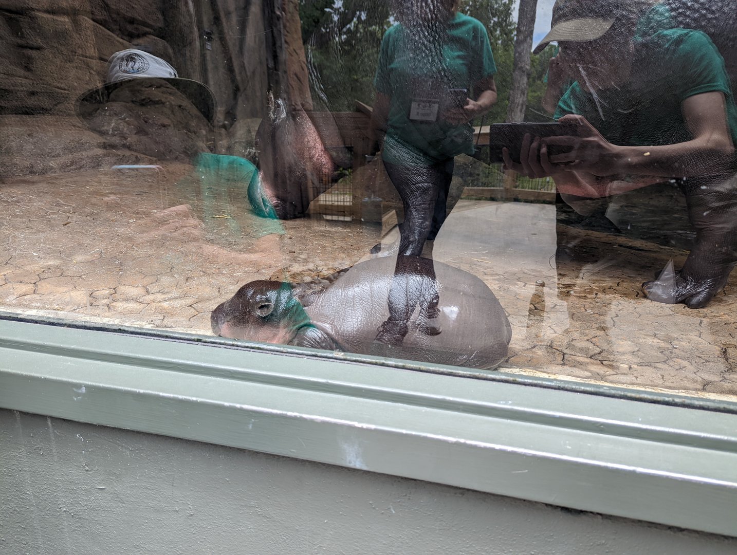 Baby Pygmy Hippo at the Greensboro Science Center