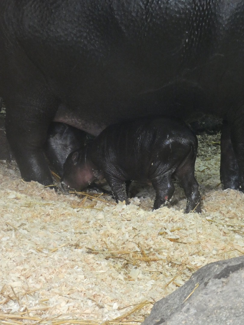 Baby Pygmy Hippo at the Greensboro Science Center