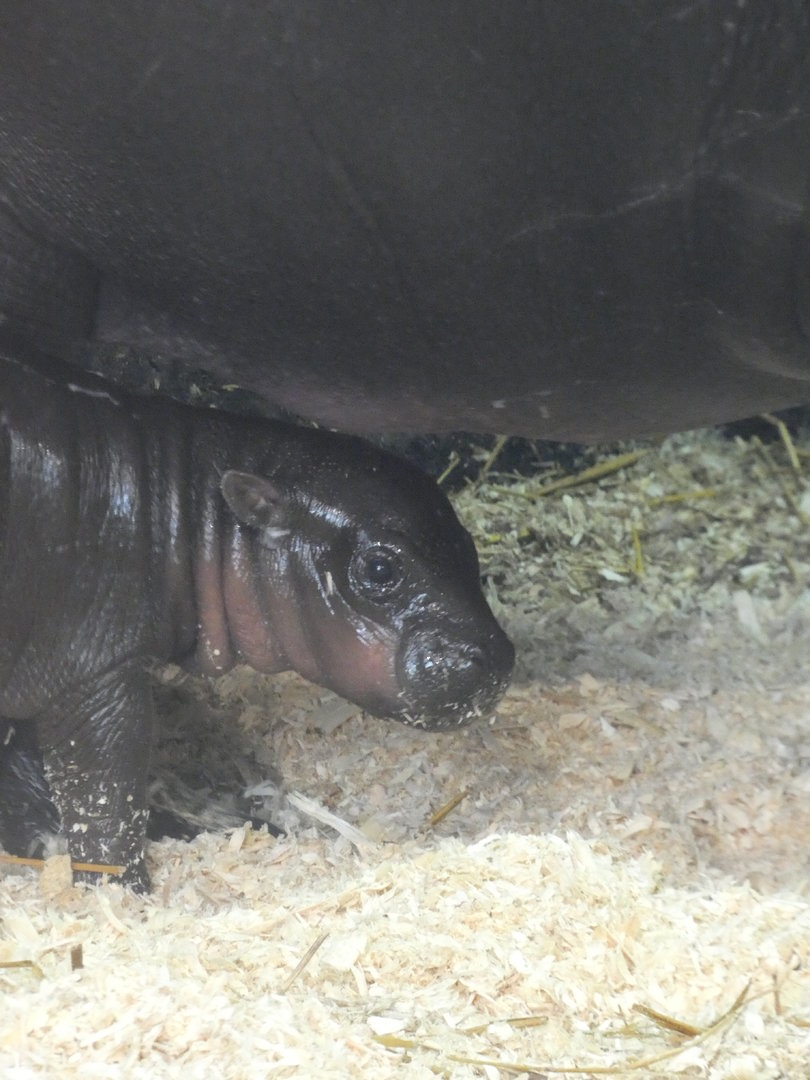 Baby Pygmy Hippo at the Greensboro Science Center