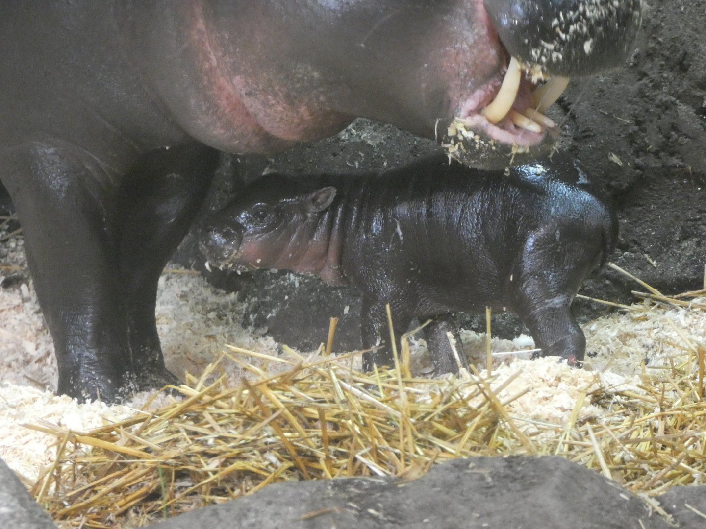 Baby Pygmy Hippo at the Greensboro Science Center
