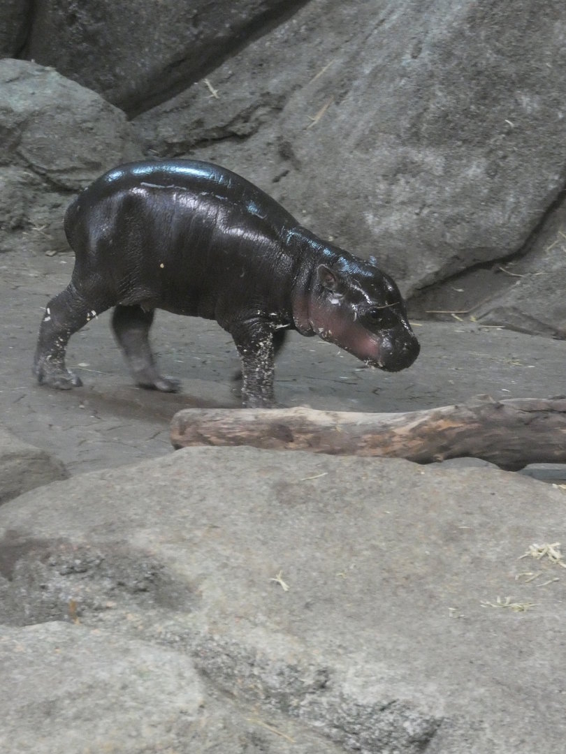 Baby Pygmy Hippo at the Greensboro Science Center
