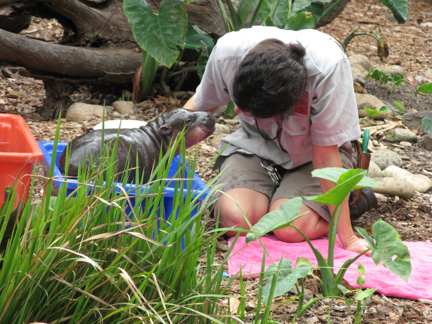 Baby Pygmy Hippo Bathtime (2008)