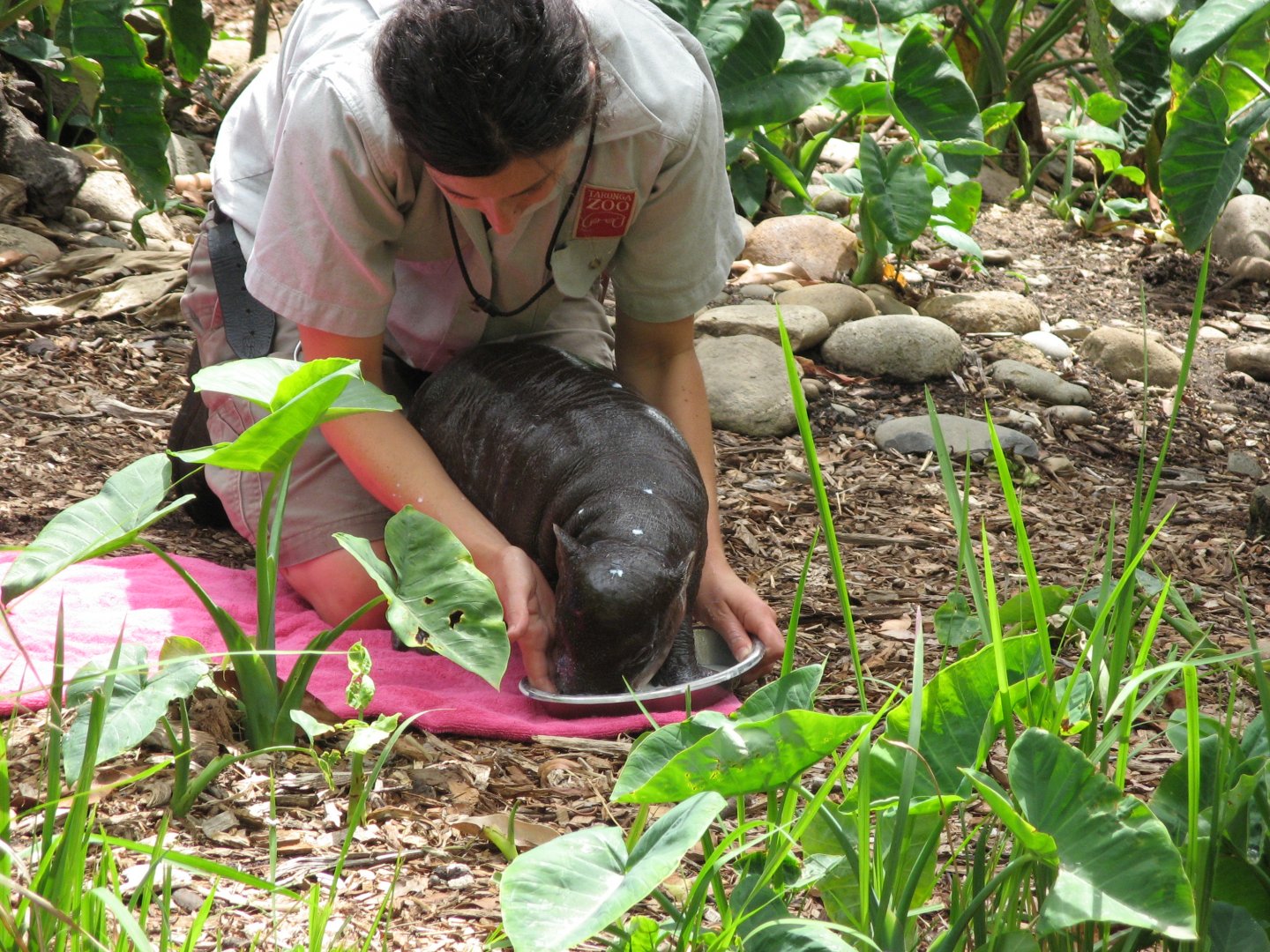 Baby Pygmy Hippo Feeding (2008)