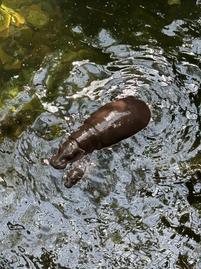 Baby Pygmy Hippo From Above