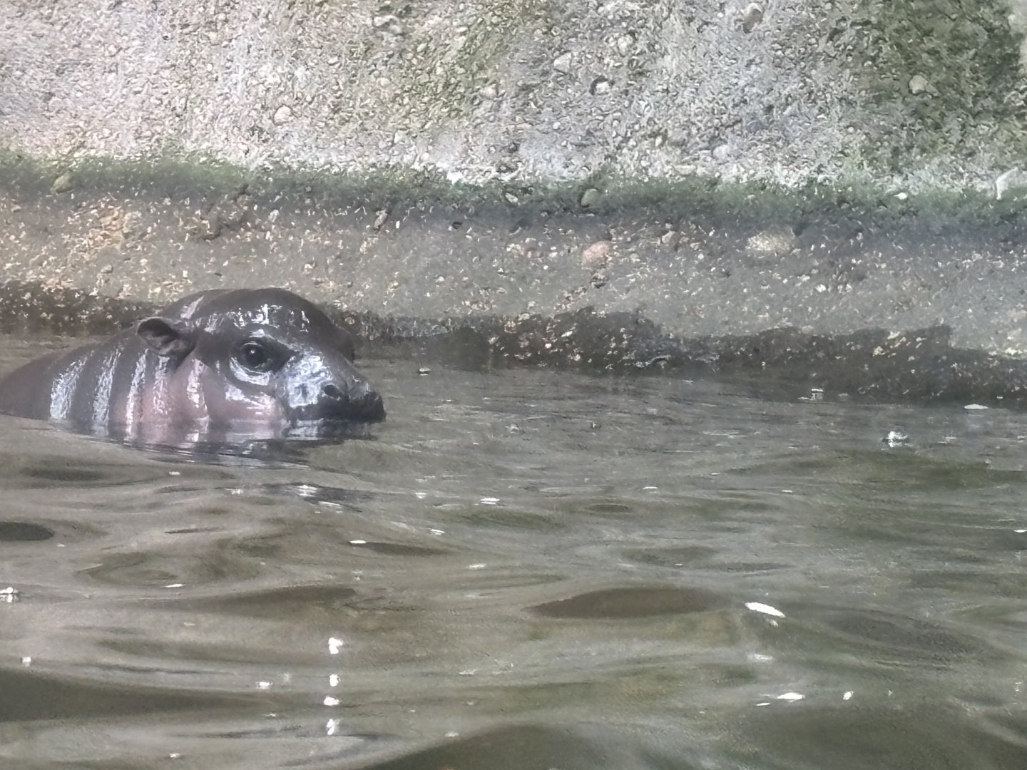 Baby  Pygmy Hippo From Underwater Viewing