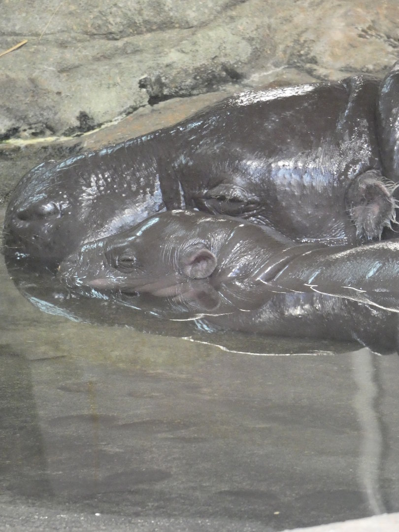 Baby Pygmy Hippo "Huckleberry" with mom "Holly berry"