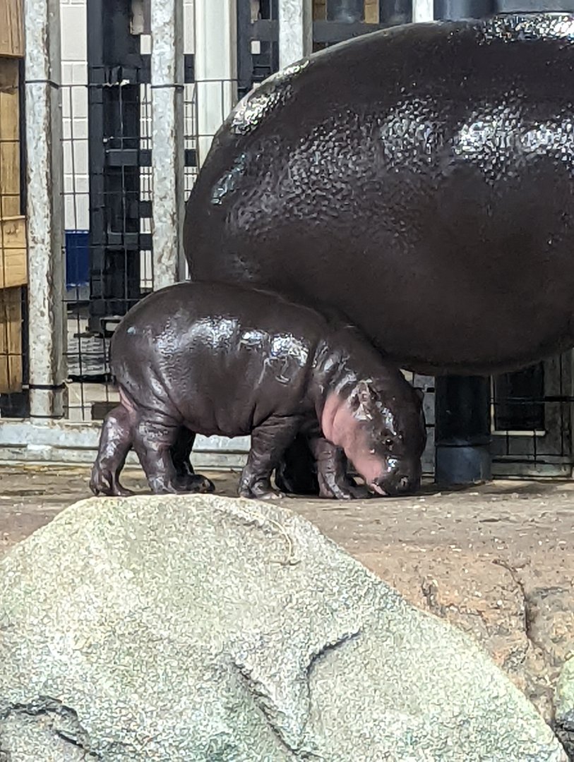 Baby Pygmy Hippo "Huckleberry"