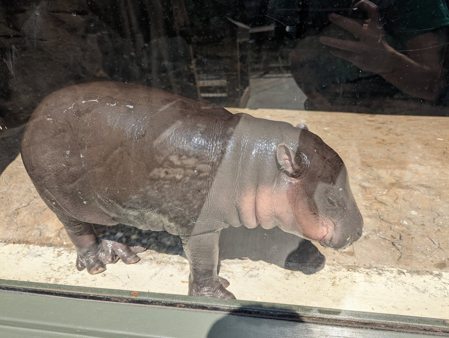Baby Pygmy Hippo "Huckleberry"