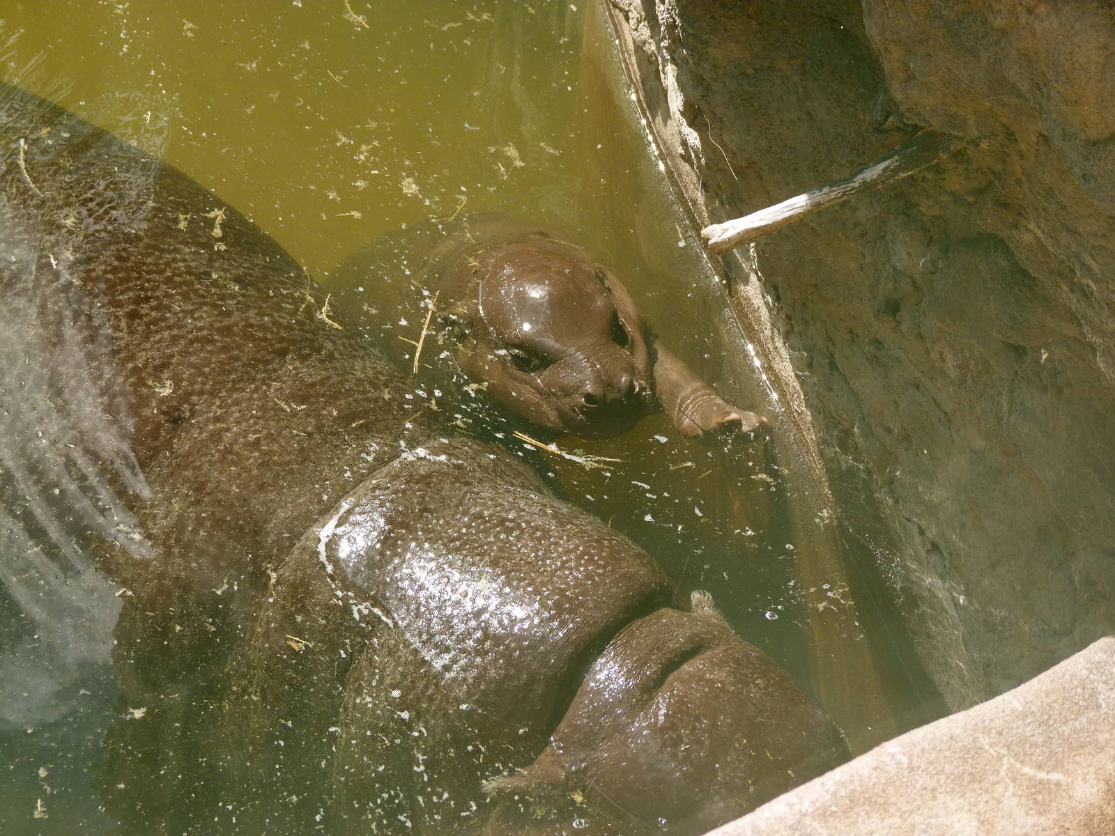 Baby Pygmy Hippo - Ituri Forest