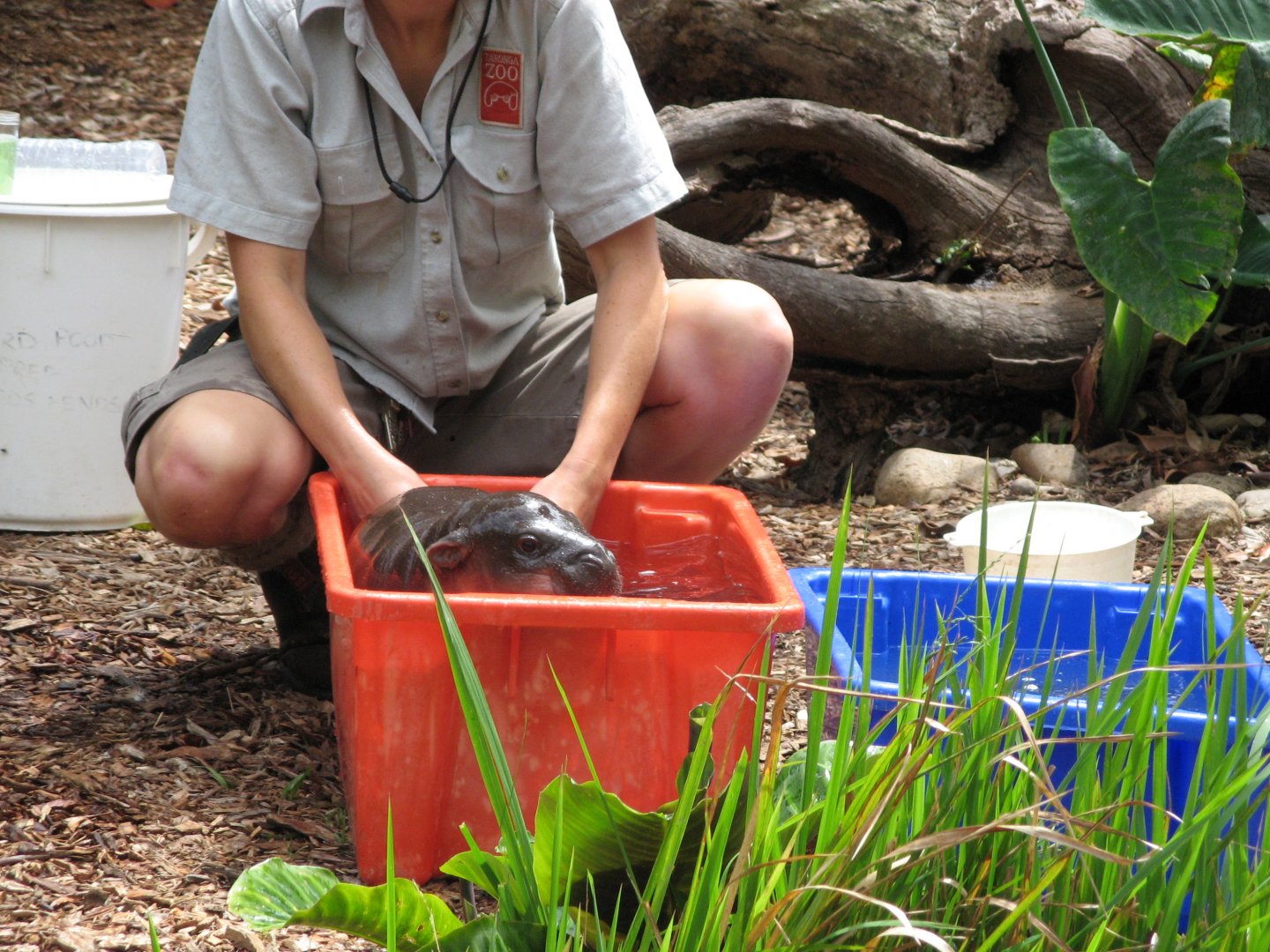 Baby Pygmy Hippo Rinse Time (2008)