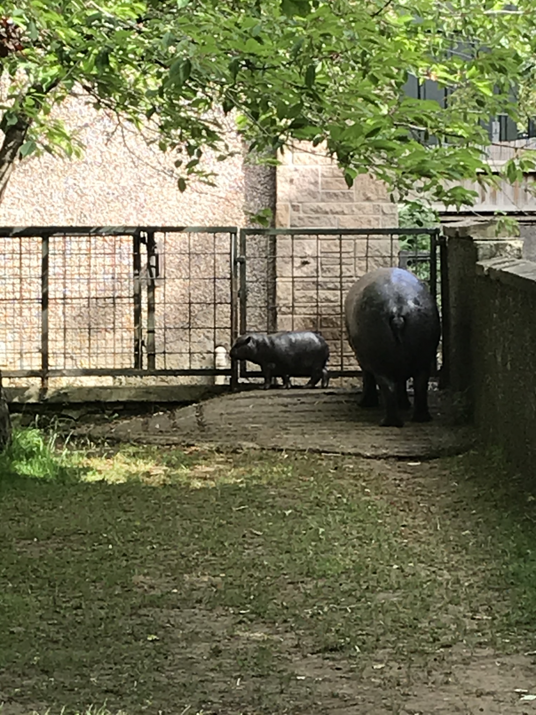 Baby pygmy hippo