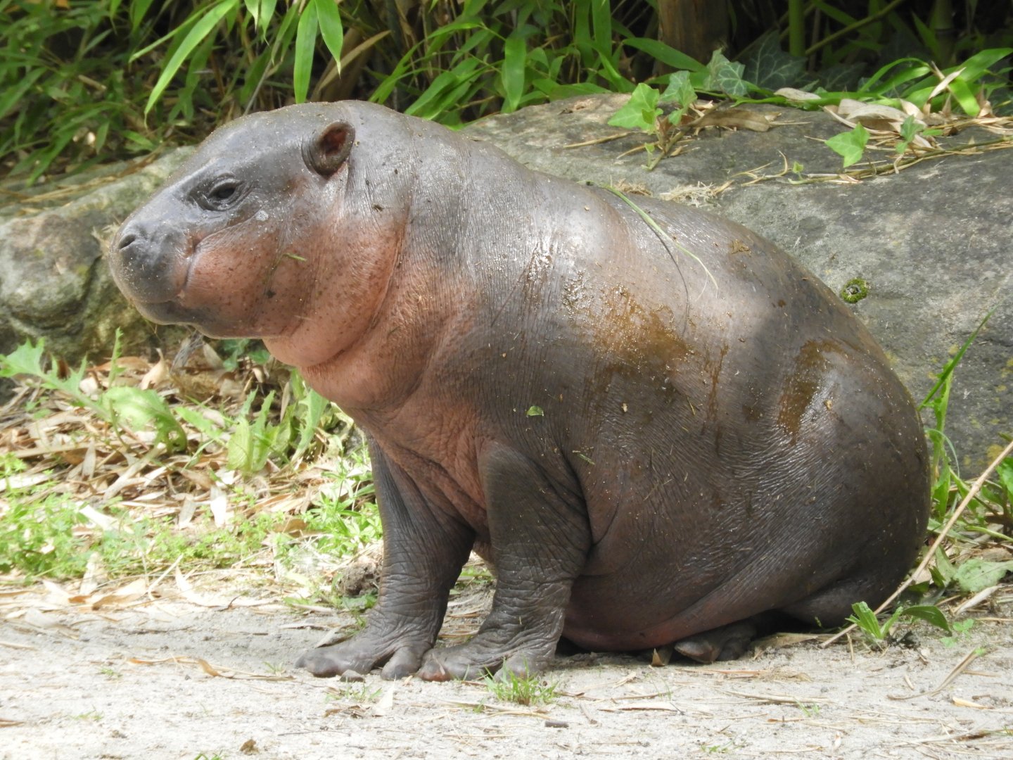 Baby pygmy hippo