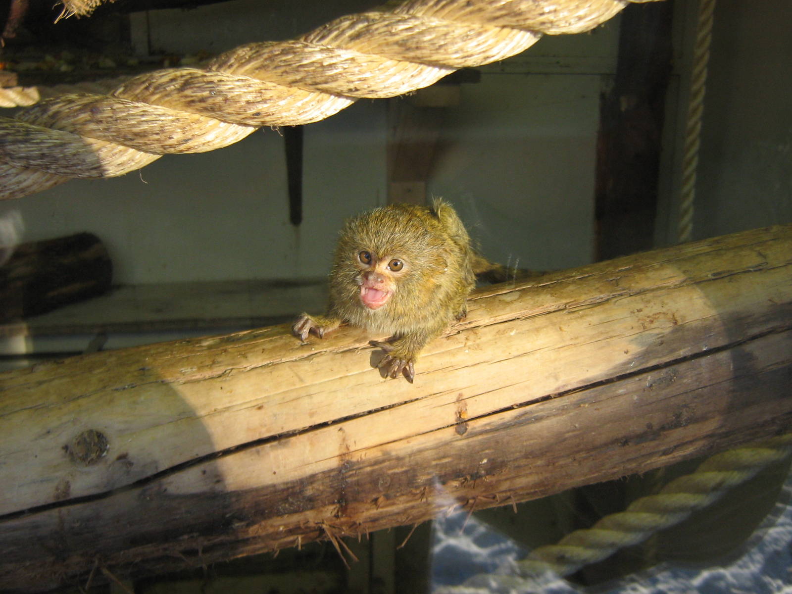 Baby Pygmy Marmoset.