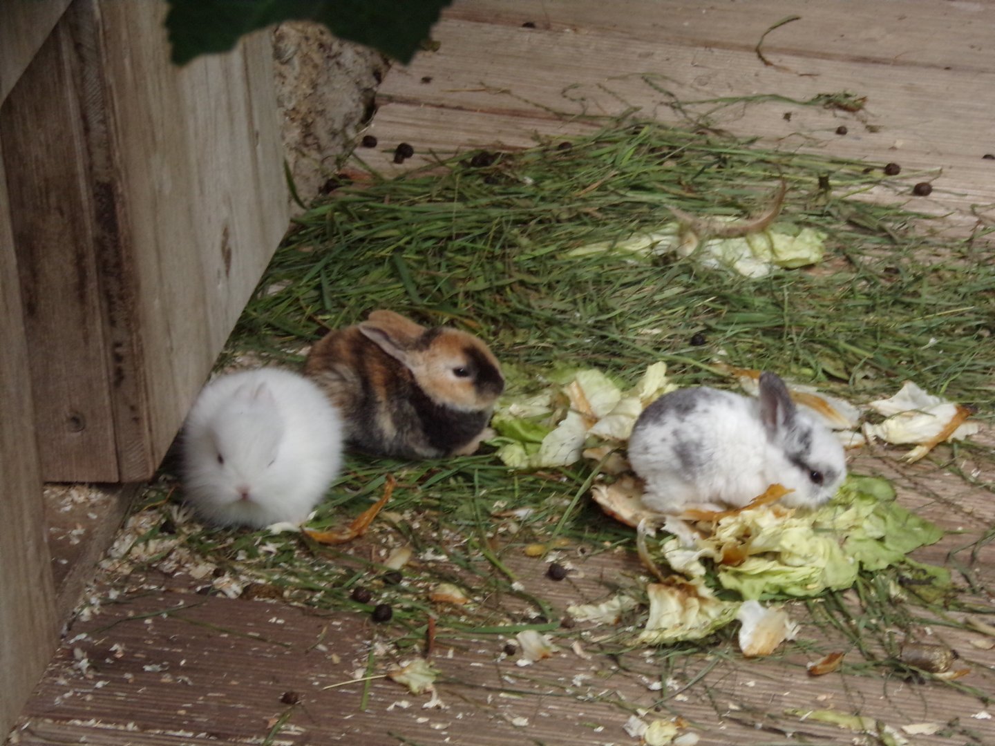 Baby rabbits 13.7.25