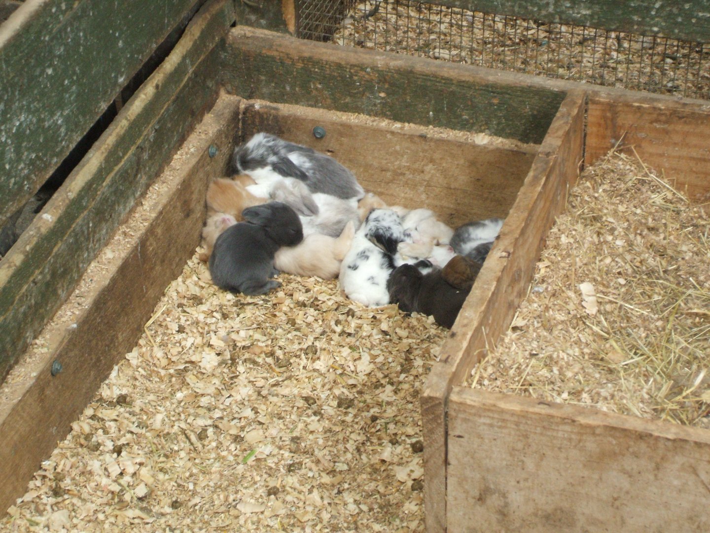 Baby Rabbits, 2011
