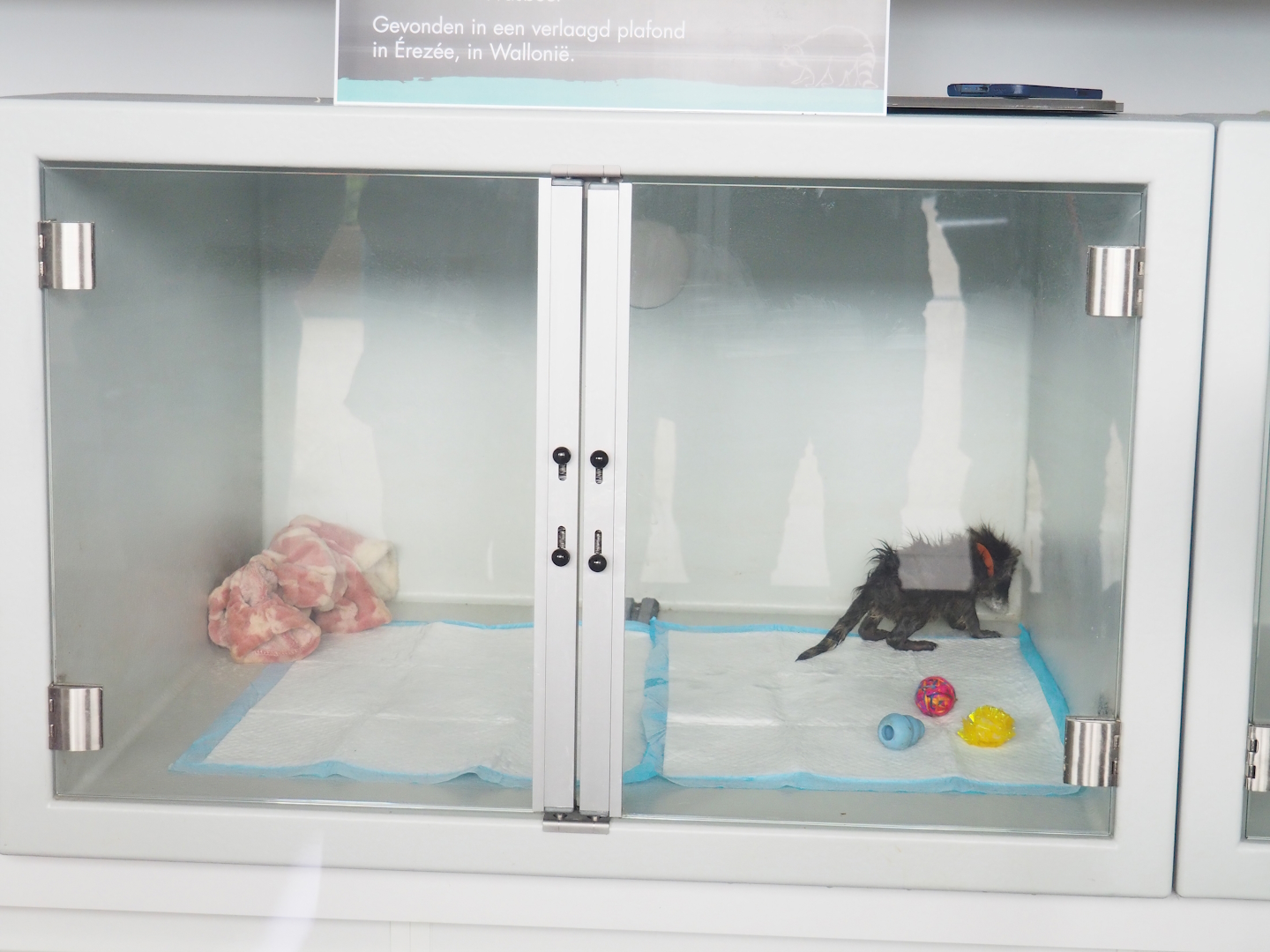 Baby Raccoon incubator, 2023-05-16