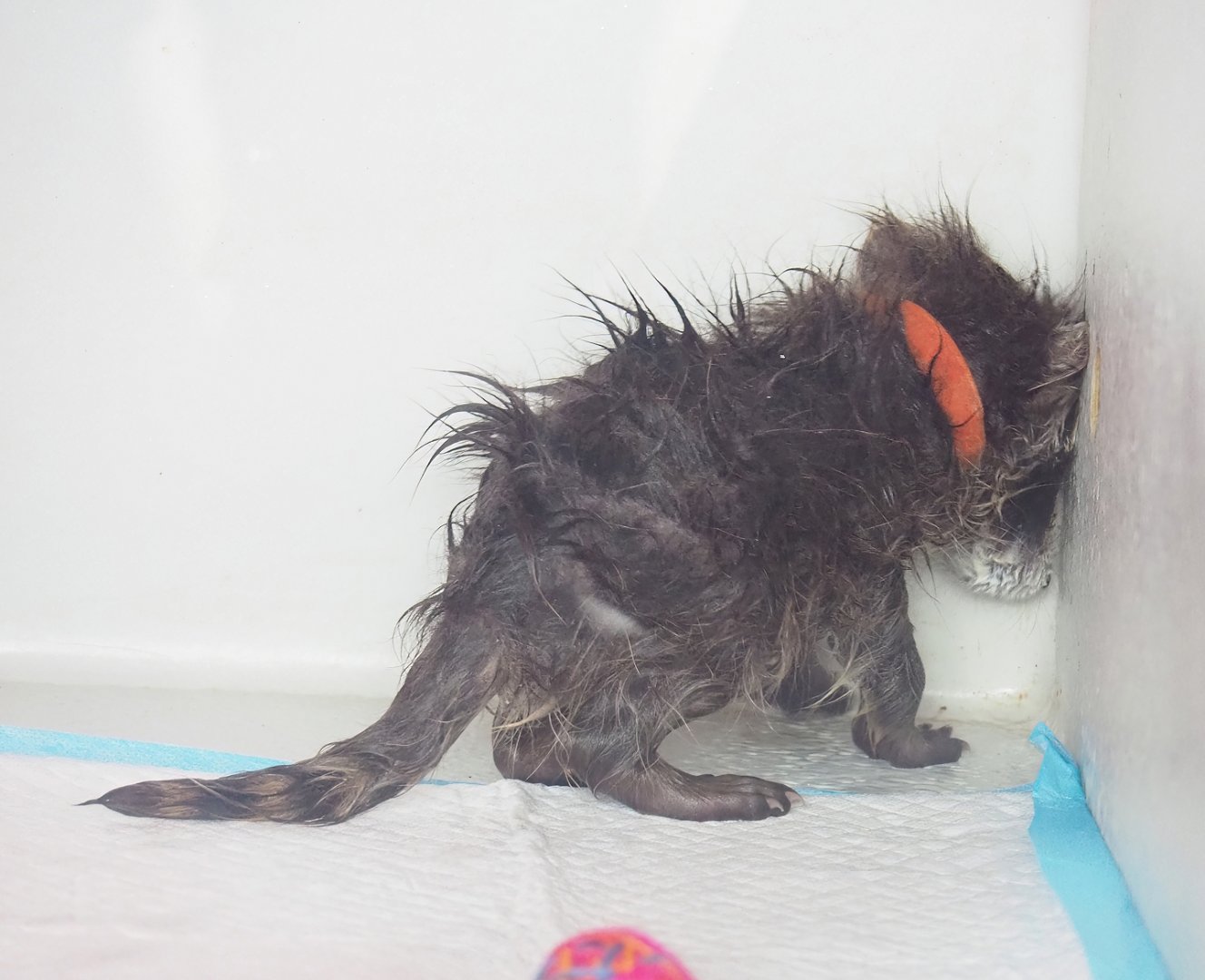 Baby Raccoon (Procyon lotor), 2023-05-16