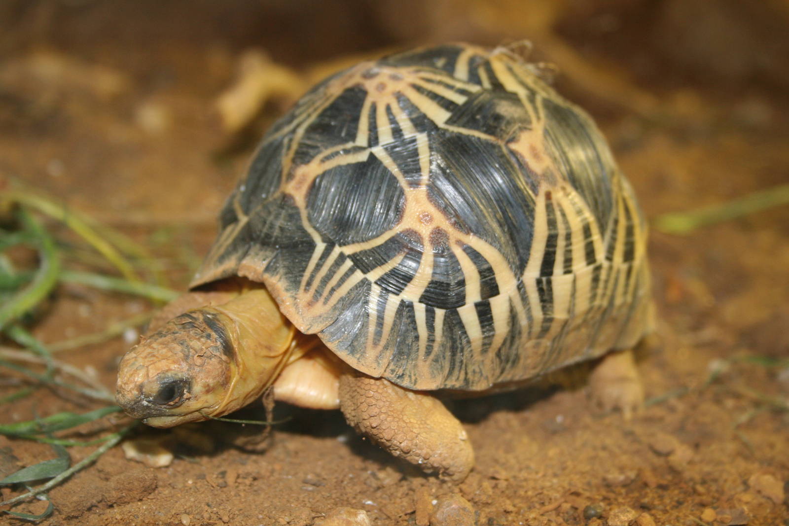 Baby radiated tortoise - London 06