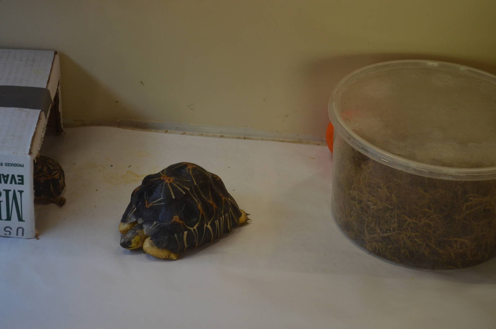 Baby Radiated Tortoise - Nursery