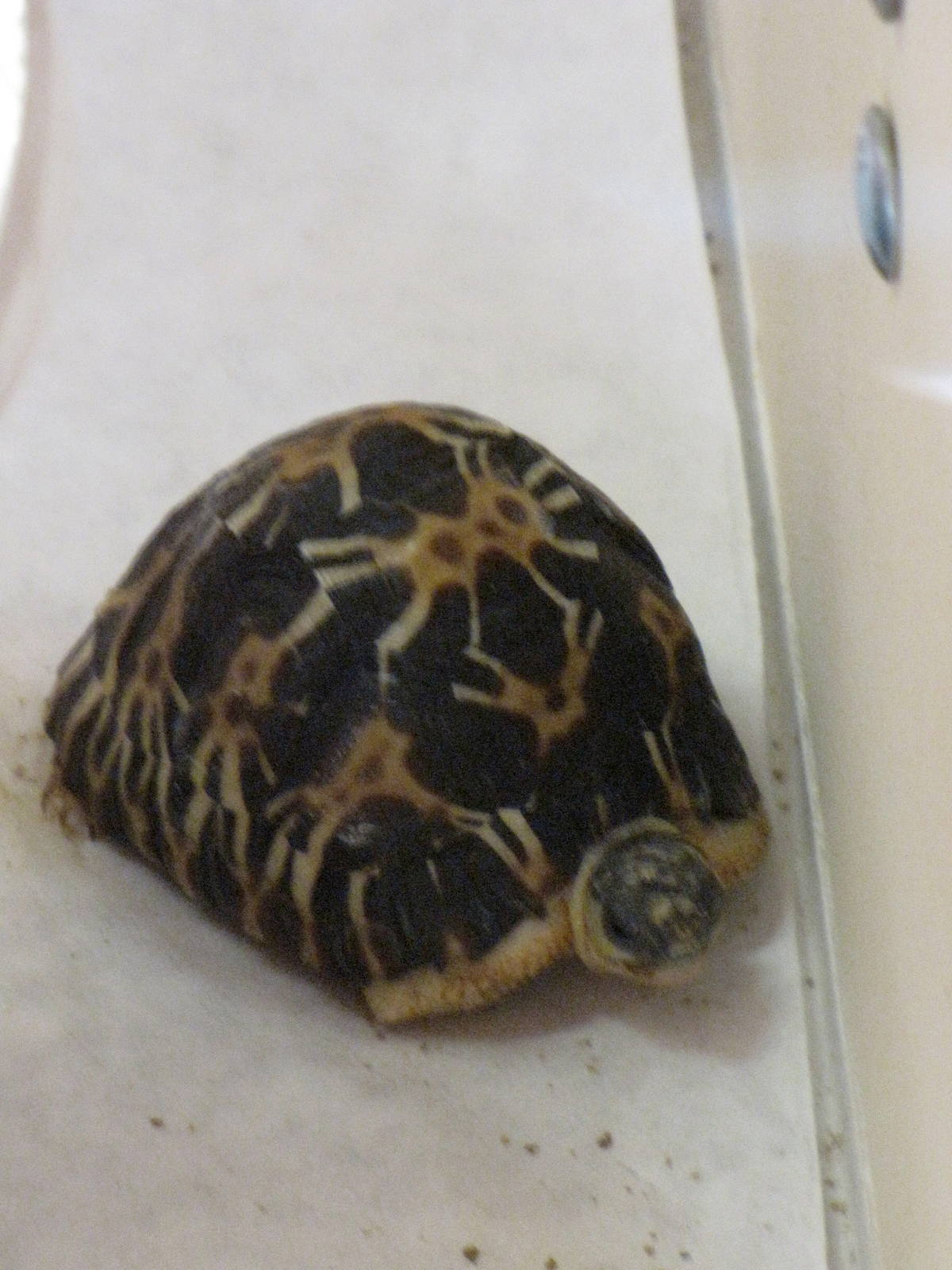 Baby Radiated Tortoise?