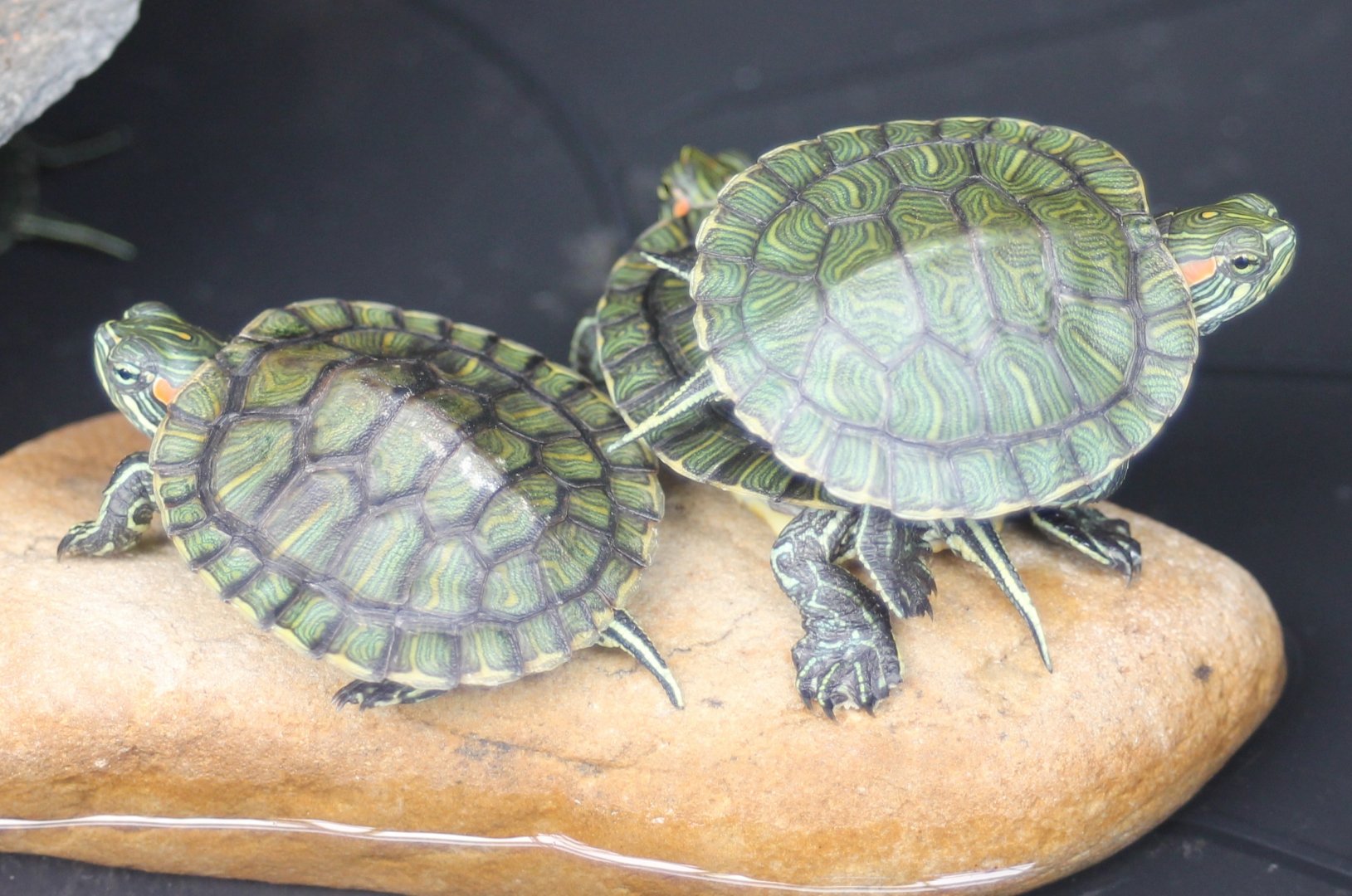 Baby Red-eared sliders