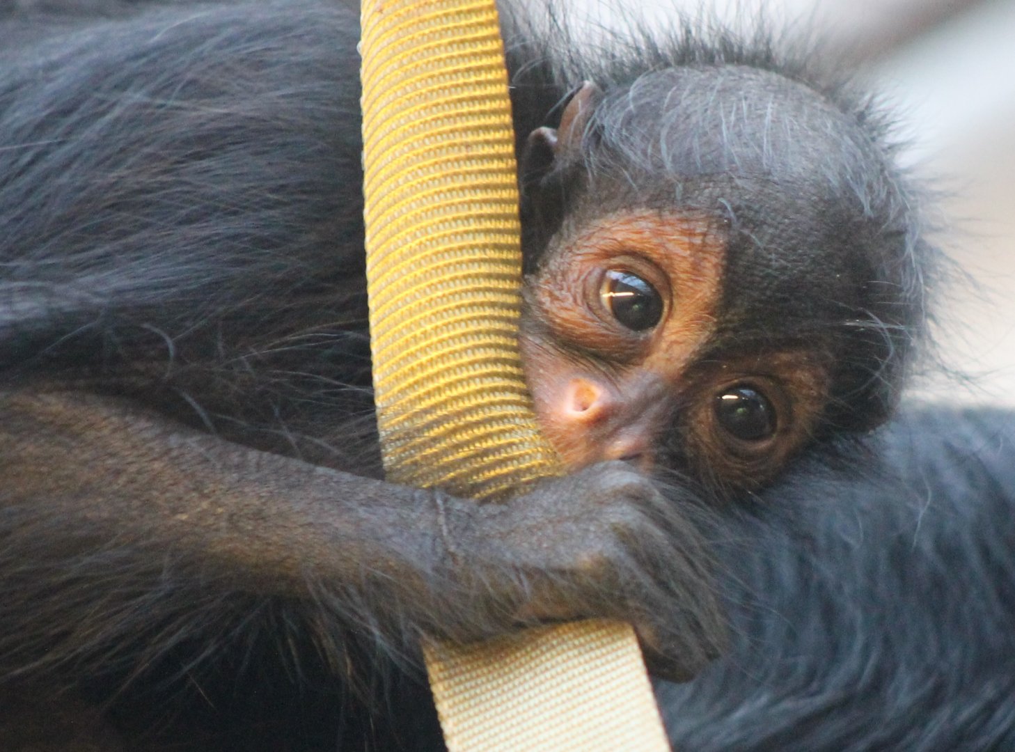 Baby Red-faced spider monkey