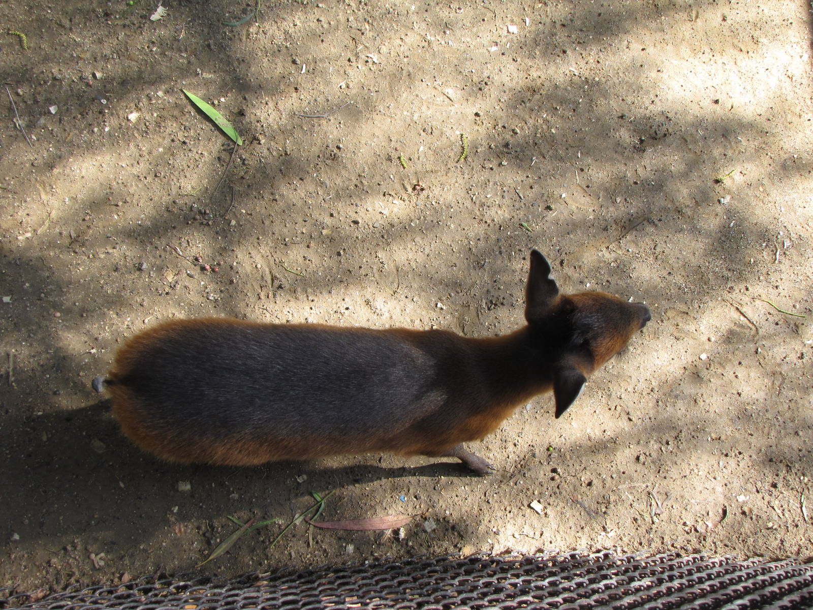 Baby Red-flanked Duiker