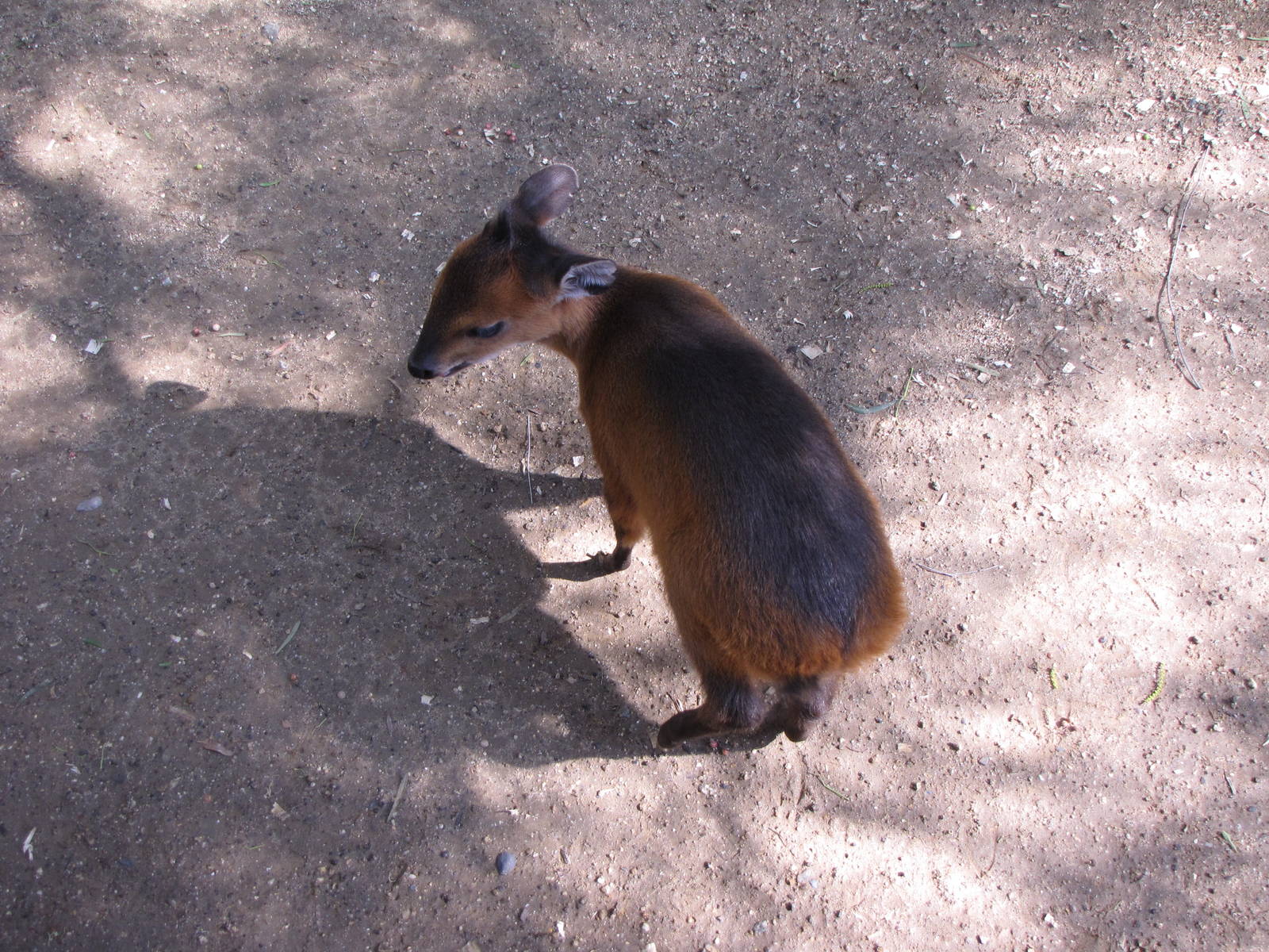Baby Red-flanked Duiker