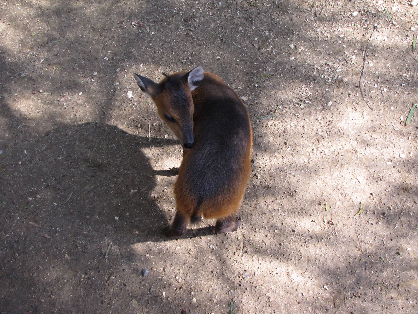 Baby Red-flanked Duiker