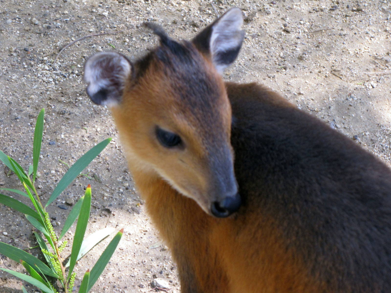 Baby Red-flanked Duiker