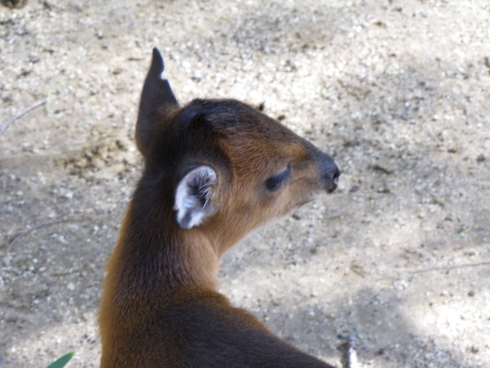 Baby Red-flanked Duiker