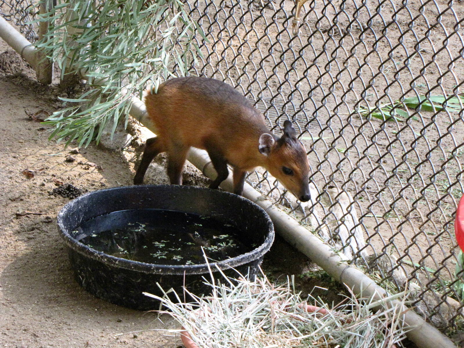 Baby Red-flanked Duiker