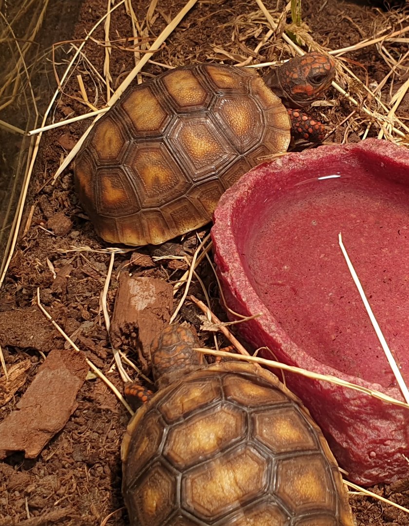 Baby Red-footed tortoises