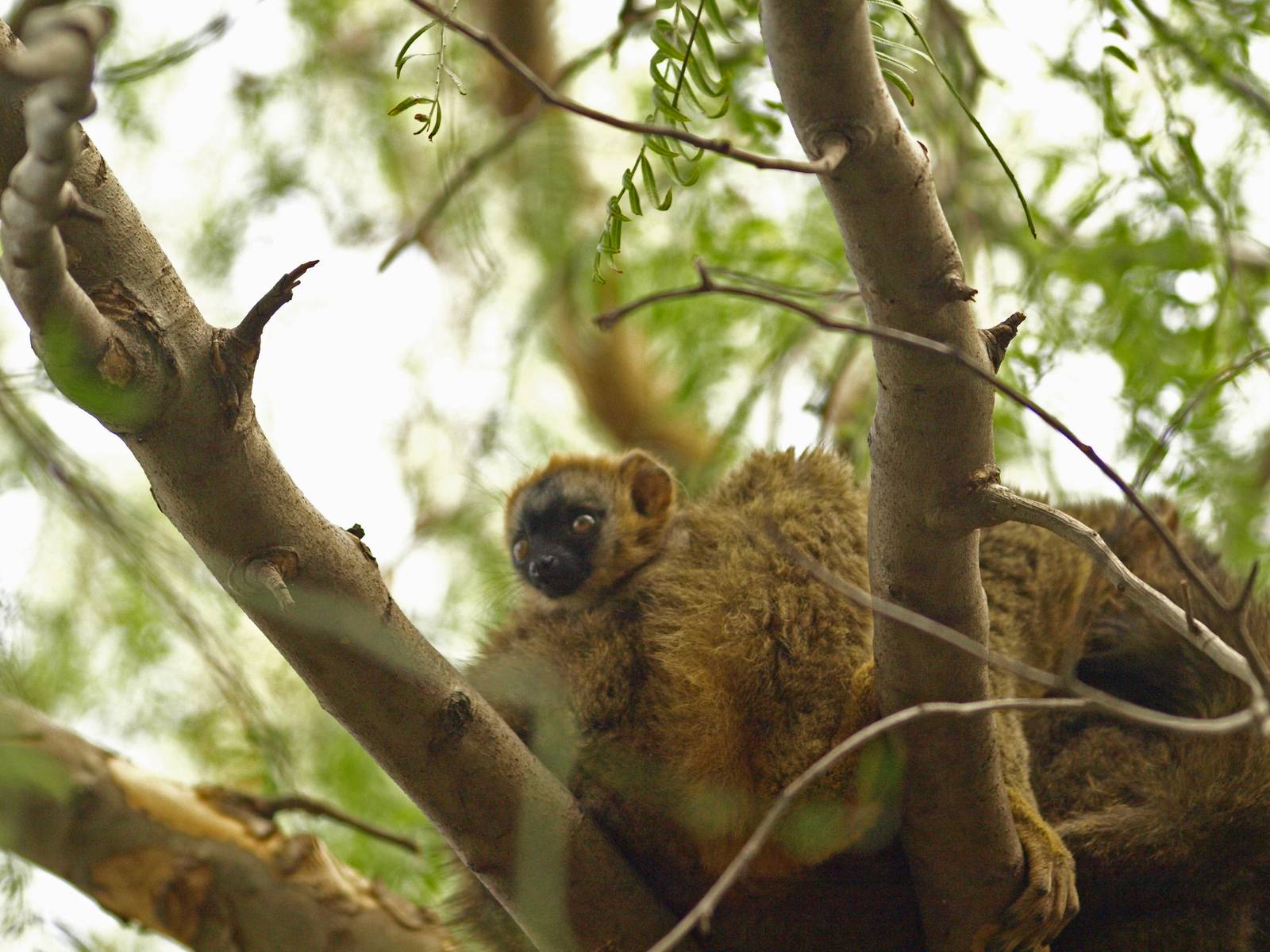 Baby red-fronted lemur 1