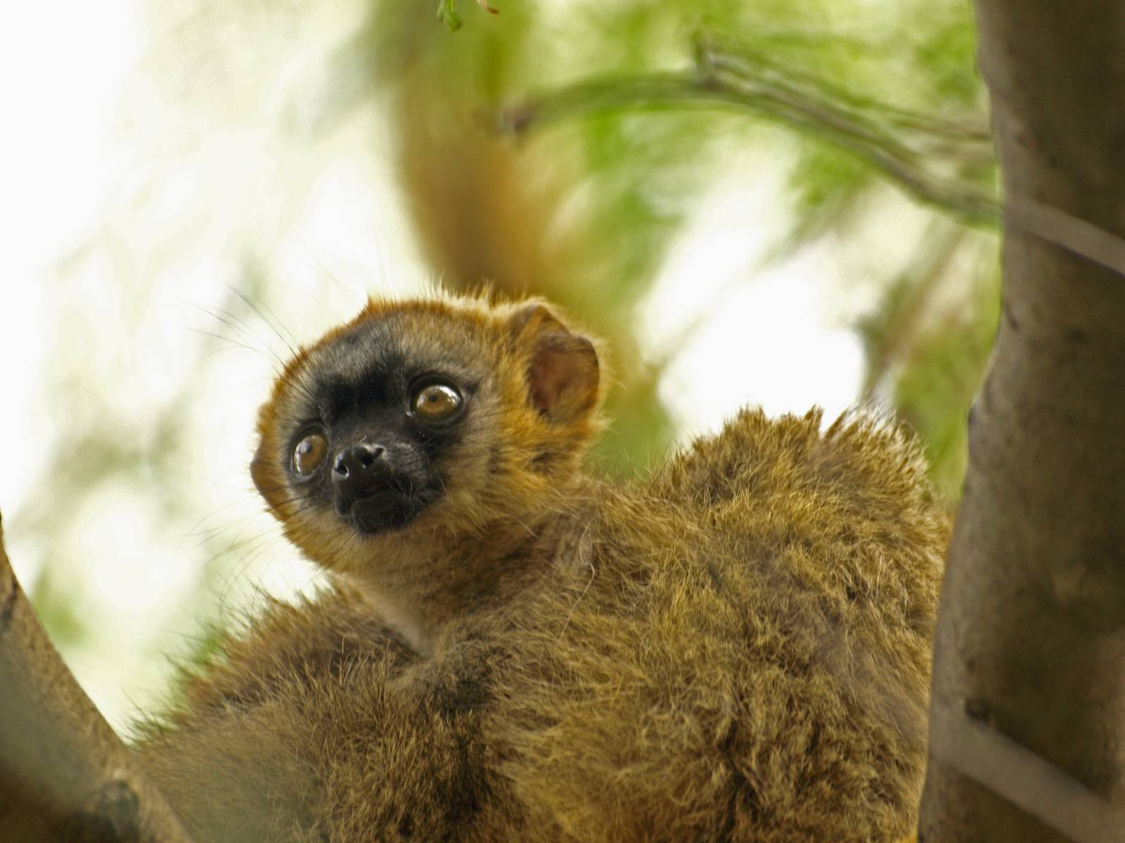 Baby red-fronted lemur 2