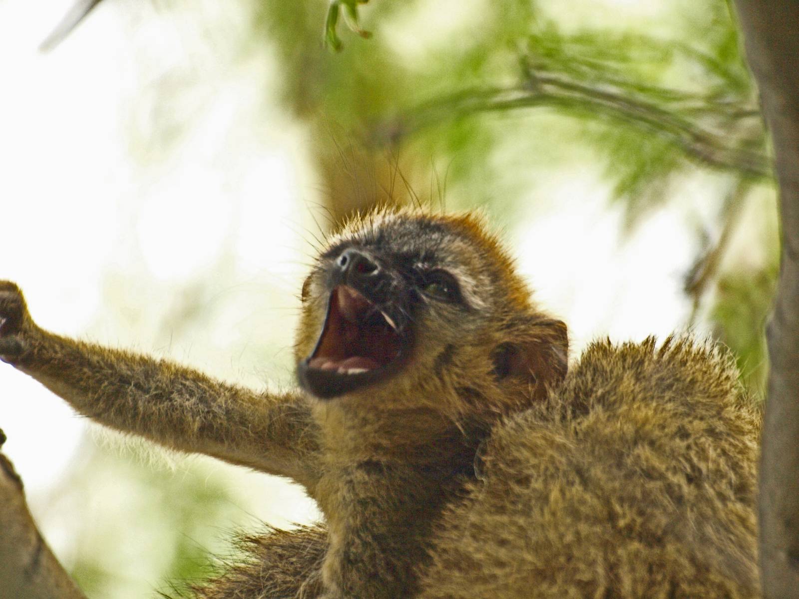 Baby red-fronted lemur 3