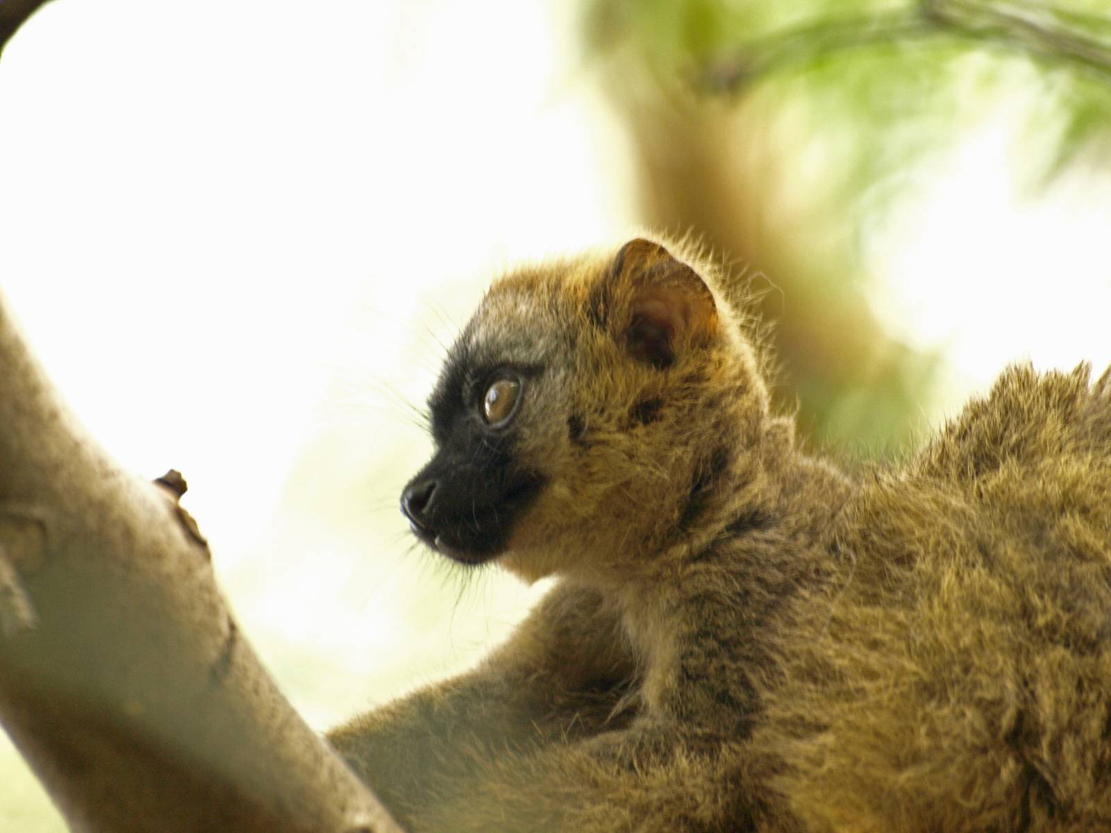 Baby red-fronted lemur 4