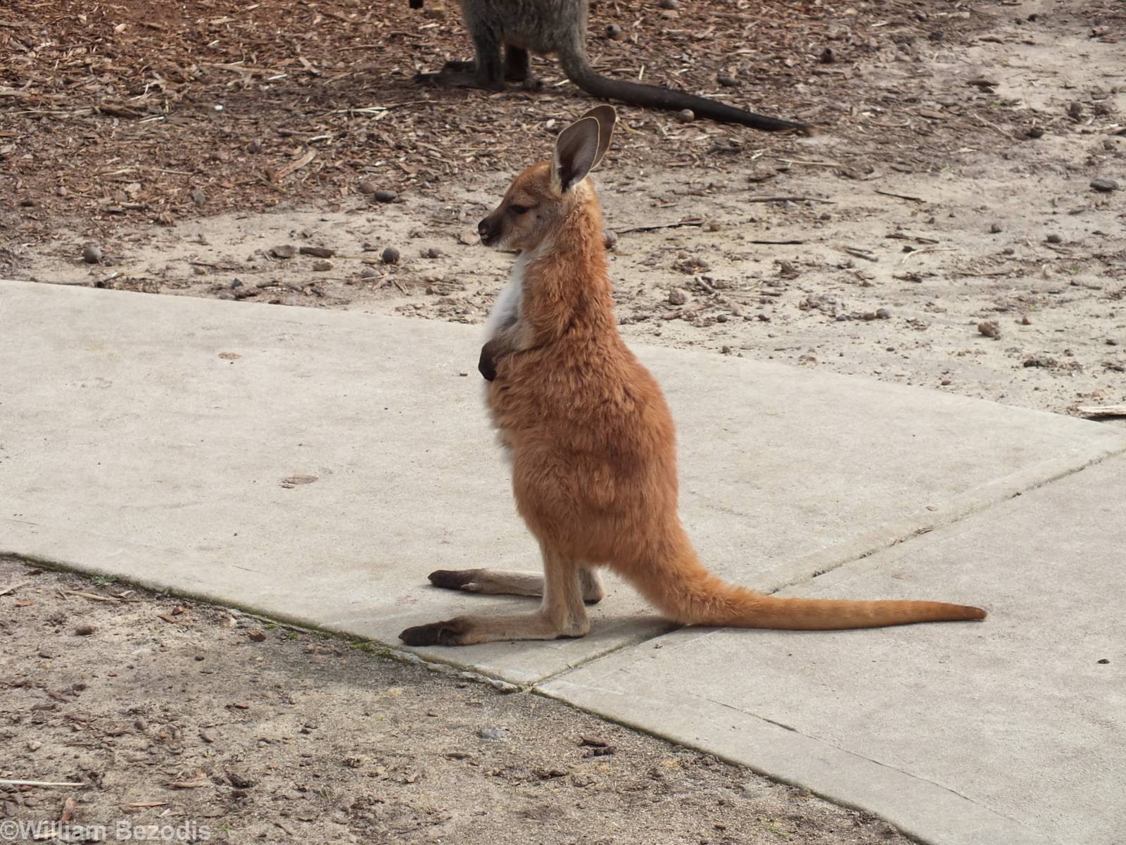 Baby Red Kangaroo - Cohunu Koala Park