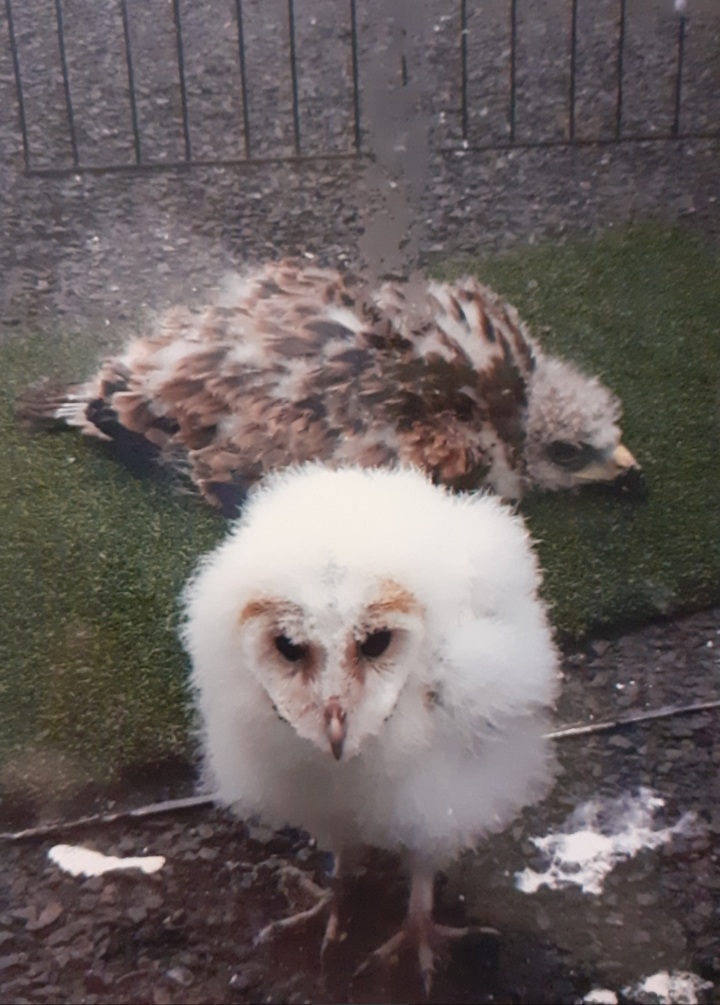 Baby red kite and Barn owl